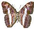  (Adelpha basiloidesDHJ02 - 05-SRNP-20705)  @15 [ ] CreativeCommons - Attribution Non-Commercial Share-Alike (2005) Unspecified Guanacaste Dry Forest Conservation Fund
