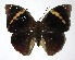  (Opsiphanes tamarindi - 07-SRNP-21131)  @15 [ ] CreativeCommons - Attribution Non-Commercial Share-Alike (2007) Unspecified Guanacaste Dry Forest Conservation Fund
