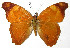  (Temenis hondurensis - 07-SRNP-33824)  @15 [ ] CreativeCommons - Attribution Non-Commercial Share-Alike (2013) Daniel H. Janzen Guanacaste Dry Forest Conservation Fund
