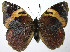  ( - 07-SRNP-65695)  @15 [ ] CreativeCommons - Attribution Non-Commercial Share-Alike (2013) Daniel H. Janzen Guanacaste Dry Forest Conservation Fund