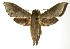  (Xylophanes similis - 04-SRNP-22436)  @15 [ ] CreativeCommons - Attribution Non-Commercial Share-Alike (2005) Unspecified Guanacaste Dry Forest Conservation Fund