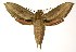  (Xylophanes loelia - 04-SRNP-42306)  @16 [ ] CreativeCommons - Attribution Non-Commercial Share-Alike (2005) Unspecified Guanacaste Dry Forest Conservation Fund