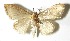  (Idaea Janzen4390 - 01-SRNP-11846)  @14 [ ] CreativeCommons - Attribution Non-Commercial Share-Alike (2013) Daniel H. Janzen Guanacaste Dry Forest Conservation Fund