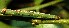  ( - 02-SRNP-8483)  @12 [ ] CreativeCommons - Attribution Non-Commercial Share-Alike (2013) Daniel H. Janzen Guanacaste Dry Forest Conservation Fund