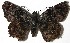  (Noctuana stator - 07-SRNP-24112)  @14 [ ] CreativeCommons - Attribution Non-Commercial Share-Alike (2010) Daniel H. Janzen Guanacaste Dry Forest Conservation Fund