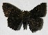  (Cyclosemia subcaerulea - 07-SRNP-65063)  @14 [ ] CreativeCommons - Attribution Non-Commercial Share-Alike (2007) Unspecified Guanacaste Dry Forest Conservation Fund