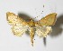  (Pyrausta Solis02 - 05-SRNP-21689)  @15 [ ] CreativeCommons - Attribution Non-Commercial Share-Alike (2013) Daniel H. Janzen Guanacaste Dry Forest Conservation Fund