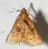  (Pyrausta BioLep460 - 06-SRNP-57995)  @14 [ ] CreativeCommons - Attribution Non-Commercial Share-Alike (2007) Unspecified Guanacaste Dry Forest Conservation Fund