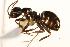  (Formica neorufibarbis_2 - CHU06-ANT-048)  @15 [ ] Unspecified (default): All Rights Reserved  Unspecified Unspecified