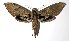  (Xylophanes anubus - 04-SRNP-14629)  @16 [ ] CreativeCommons - Attribution Non-Commercial Share-Alike (2005) Unspecified Guanacaste Dry Forest Conservation Fund