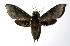  (Xylophanes porcusDHJ03 - 04-SRNP-33169)  @14 [ ] CreativeCommons - Attribution Non-Commercial Share-Alike (2005) Unspecified Guanacaste Dry Forest Conservation Fund