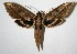  (Xylophanes acrus - 07-SRNP-36113)  @15 [ ] CreativeCommons - Attribution Non-Commercial Share-Alike (2008) Unspecified Guanacaste Dry Forest Conservation Fund