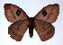  ( - 05-SRNP-6406)  @14 [ ] CreativeCommons - Attribution Non-Commercial Share-Alike (2013) Daniel H. Janzen Guanacaste Dry Forest Conservation Fund