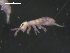  (Isotomurus plumosus L1 - CHU06-COL-0685)  @14 [ ] CC-0 (2009) David Porco Unspecified