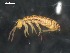  (Entomobryomorpha - CHU06-COL-0908)  @16 [ ] CC-0 (2009) David Porco Unspecified