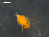  (Sminthurinus sp2 - CHU06-COL-1113)  @13 [ ] CreativeCommons - Attribution Non-Commercial (2010) David Porco Unspecified
