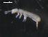  ( - CHU06-COL-0505)  @13 [ ] CreativeCommons - Attribution (2010) Unspecified Centre for Biodiversity Genomics