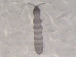  ( - CHU06-COL-0566)  @11 [ ] CreativeCommons - Attribution (2010) Unspecified Centre for Biodiversity Genomics