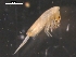  (Lepidocyrtus lignorum - CHU06-COL-0622)  @15 [ ] CreativeCommons - Attribution (2010) Unspecified Centre for Biodiversity Genomics