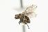  ( - CHU05-FLY-523)  @14 [ ] CreativeCommons - Attribution (2010) Unspecified Centre for Biodiversity Genomics