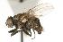  ( - CHU05-FLY-703)  @13 [ ] CreativeCommons - Attribution (2010) Unspecified Centre for Biodiversity Genomics