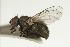  ( - CHU05-FLY-740)  @12 [ ] CreativeCommons - Attribution (2010) Unspecified Centre for Biodiversity Genomics