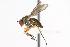  (Dolichopus sp. SEB10 - CHU06-FLY-100.1)  @14 [ ] CreativeCommons - Attribution (2010) Unspecified Centre for Biodiversity Genomics