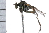  (Hydrophorus flavipennis - 06-PROBE-0077)  @12 [ ] CreativeCommons - Attribution (2009) Unspecified Centre for Biodiversity Genomics