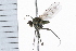  (Hydrophorus sp - 06-PROBE-0080)  @11 [ ] CreativeCommons - Attribution (2009) Unspecified Centre for Biodiversity Genomics
