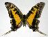  (Protographium - 06-SRNP-33637)  @15 [ ] CreativeCommons - Attribution Non-Commercial Share-Alike (2007) Unspecified Guanacaste Dry Forest Conservation Fund