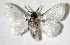  (Mesoscia unifasciata - 06-SRNP-5508)  @14 [ ] CreativeCommons - Attribution Non-Commercial Share-Alike (2007) Unspecified Guanacaste Dry Forest Conservation Fund
