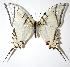  (Protographium dariensis - 07-SRNP-56581)  @15 [ ] CreativeCommons - Attribution Non-Commercial Share-Alike (2007) Unspecified Guanacaste Dry Forest Conservation Fund
