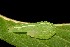  ( - 07-SRNP-59019)  @12 [ ] CreativeCommons - Attribution Non-Commercial Share-Alike (2013) Daniel H. Janzen Guanacaste Dry Forest Conservation Fund