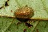  ( - 07-SRNP-33289)  @12 [ ] CreativeCommons - Attribution Non-Commercial Share-Alike (2013) Daniel H. Janzen Guanacaste Dry Forest Conservation Fund