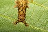  ( - 07-SRNP-65891)  @12 [ ] CreativeCommons - Attribution Non-Commercial Share-Alike (2013) Daniel H. Janzen Guanacaste Dry Forest Conservation Fund