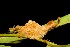  (Megalopyge sp. voucher - 07-SRNP-32955)  @12 [ ] CreativeCommons - Attribution Non-Commercial Share-Alike (2013) Daniel H. Janzen Guanacaste Dry Forest Conservation Fund