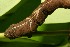  ( - 08-SRNP-20780)  @12 [ ] CreativeCommons - Attribution Non-Commercial Share-Alike (2013) Daniel H. Janzen Guanacaste Dry Forest Conservation Fund