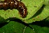  ( - 08-SRNP-6893)  @12 [ ] CreativeCommons - Attribution Non-Commercial Share-Alike (2013) Daniel H. Janzen Guanacaste Dry Forest Conservation Fund