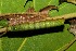  ( - 09-SRNP-31100)  @12 [ ] CreativeCommons - Attribution Non-Commercial Share-Alike (2013) Daniel H. Janzen Guanacaste Dry Forest Conservation Fund