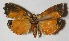  (Mictopsichia huberiana - 09-SRNP-44047)  @13 [ ] Unspecified (default): All Rights Reserved  Unspecified Unspecified