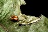  ( - 09-SRNP-1720)  @12 [ ] CreativeCommons - Attribution Non-Commercial Share-Alike (2013) Daniel H. Janzen Guanacaste Dry Forest Conservation Fund