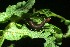  ( - 09-SRNP-30423)  @12 [ ] CreativeCommons - Attribution Non-Commercial Share-Alike (2013) Daniel H. Janzen Guanacaste Dry Forest Conservation Fund