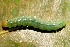 ( - 09-SRNP-44038)  @12 [ ] CreativeCommons - Attribution Non-Commercial Share-Alike (2013) Daniel H. Janzen Guanacaste Dry Forest Conservation Fund