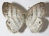  (Euptychia westwoodiDHJ02 - 09-SRNP-73410)  @14 [ ] CreativeCommons - Attribution Non-Commercial Share-Alike (2010) Daniel H. Janzen Guanacaste Dry Forest Conservation Fund