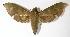  (Xylophanes hannemanniDHJ01 - 99-SRNP-878)  @15 [ ] CreativeCommons - Attribution Non-Commercial Share-Alike (2010) Daniel H. Janzen Guanacaste Dry Forest Conservation Fund