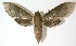  (Xylophanes corpus - 10-SRNP-75950)  @15 [ ] CreativeCommons - Attribution Non-Commercial Share-Alike (2012) Daniel H. Janzen Guanacaste Dry Forest Conservation Fund