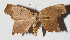  ( - 13-SRNP-31033)  @13 [ ] CreativeCommons  Attribution Non-Commercial Share-Alike (2016) Unspecified Guanacaste Dry Forest Conservation Fund