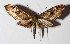  ( - 13-SRNP-36551)  @14 [ ] CreativeCommons  Attribution Non-Commercial Share-Alike (2016) Unspecified Guanacaste Dry Forest Conservation Fund