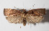  (Cerconota Janzen213 - 13-SRNP-42405)  @15 [ ] CreativeCommons  Attribution Non-Commercial Share-Alike (2016) Unspecified Guanacaste Dry Forest Conservation Fund