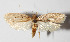  (Stenoma BioLep580 - 13-SRNP-44359)  @14 [ ] CreativeCommons  Attribution Non-Commercial Share-Alike (2016) Unspecified Guanacaste Dry Forest Conservation Fund